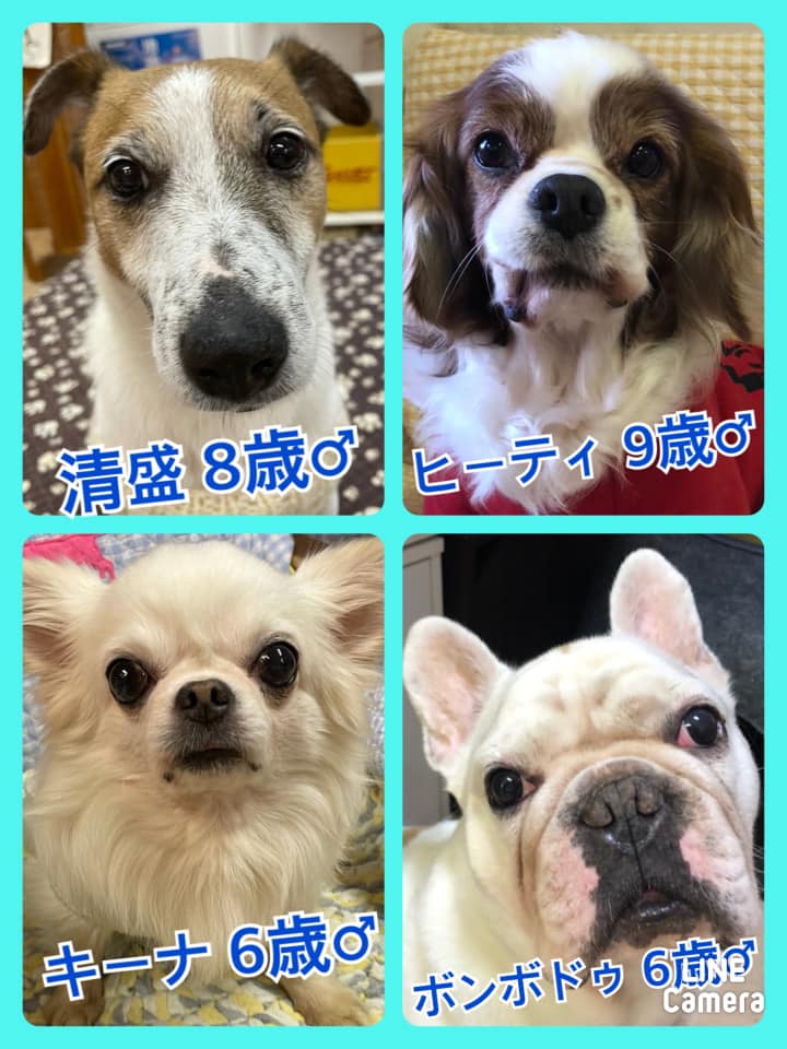 🐾今日の里親様募集中ワンコ🐶メンバーです🐾2021,1,10